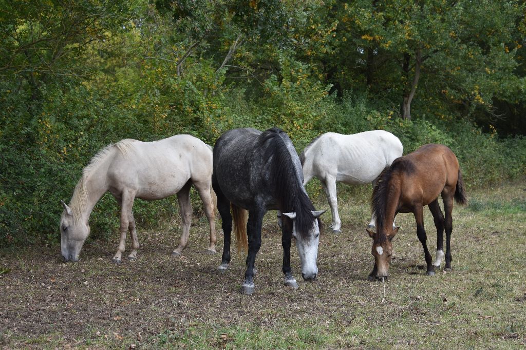 Du Cheval De Loire - Médiation animale, socialisation de nos chiots !