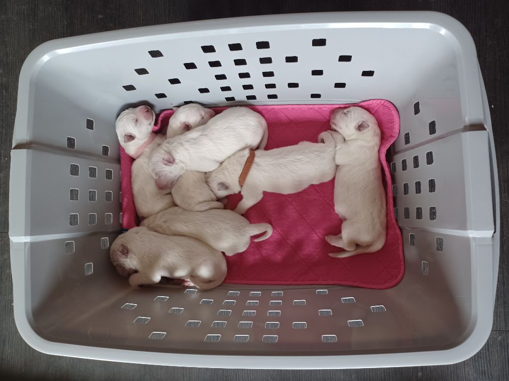 Chiot Berger Blanc Suisse Du Cheval De Loire