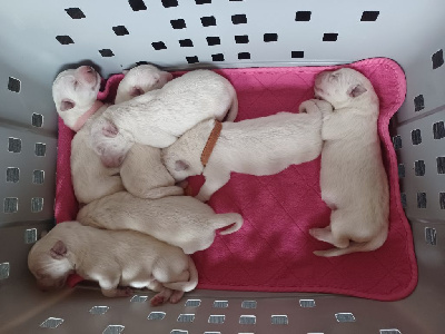 CHIOT 6