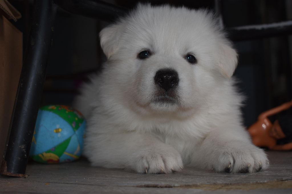 Du Cheval De Loire - Chiots disponibles - Berger Blanc Suisse